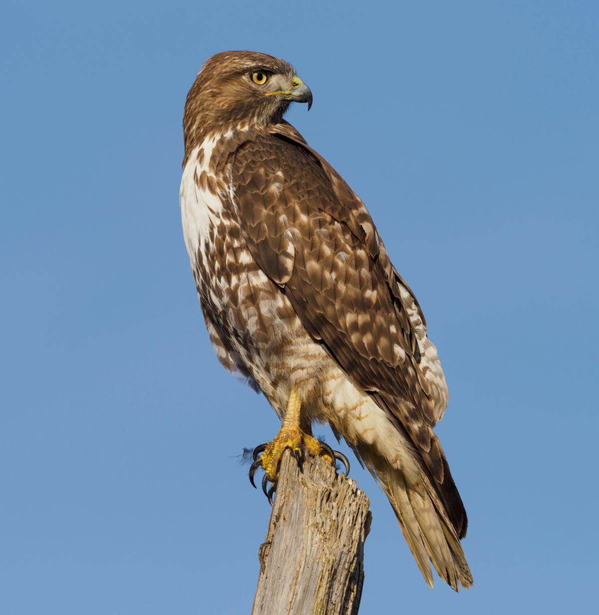 Red Hawk perched on a branch.