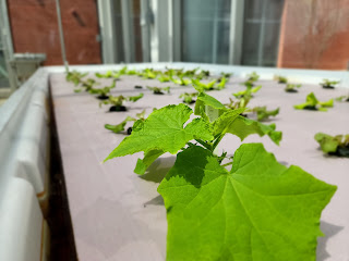 Greenleaf, a local medical cannabis producer, donated eight hydroponic grow tables to Reynolds horticulture program at The Kitchens.