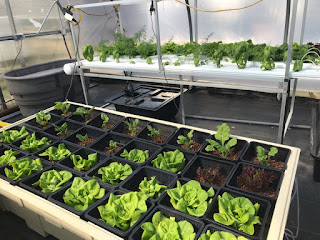 Greenleaf, a local medical cannabis producer, donated eight hydroponic grow tables to Reynolds horticulture program at The Kitchens.
